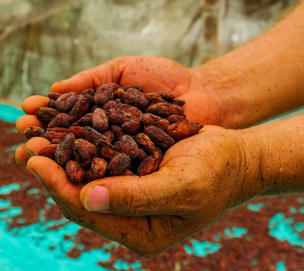 Cacao fino y de aroma especial