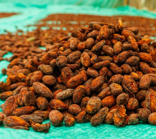 Cacao fino de aroma orgánico