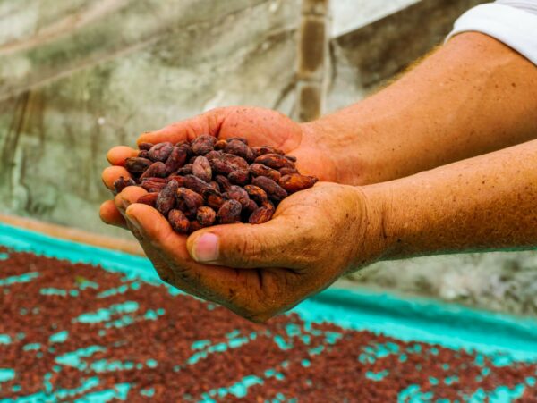 Cacao seco en grano estándar - Imagen 2