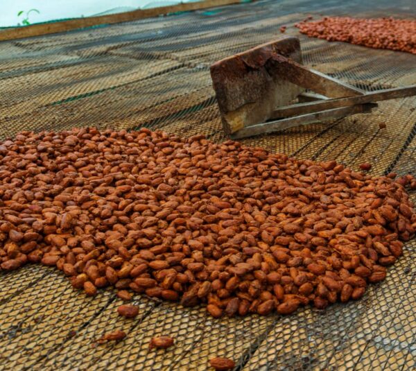 Cacao premium