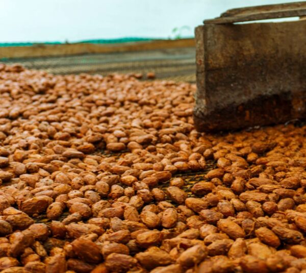 Cacao premium orgánico
